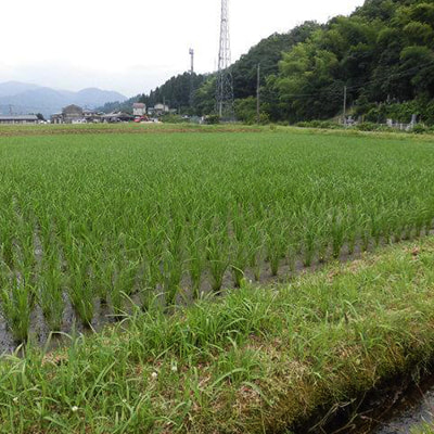 こしひかり 田んぼ
