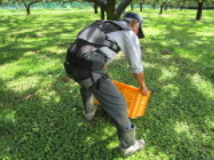 ハコベルデ写真