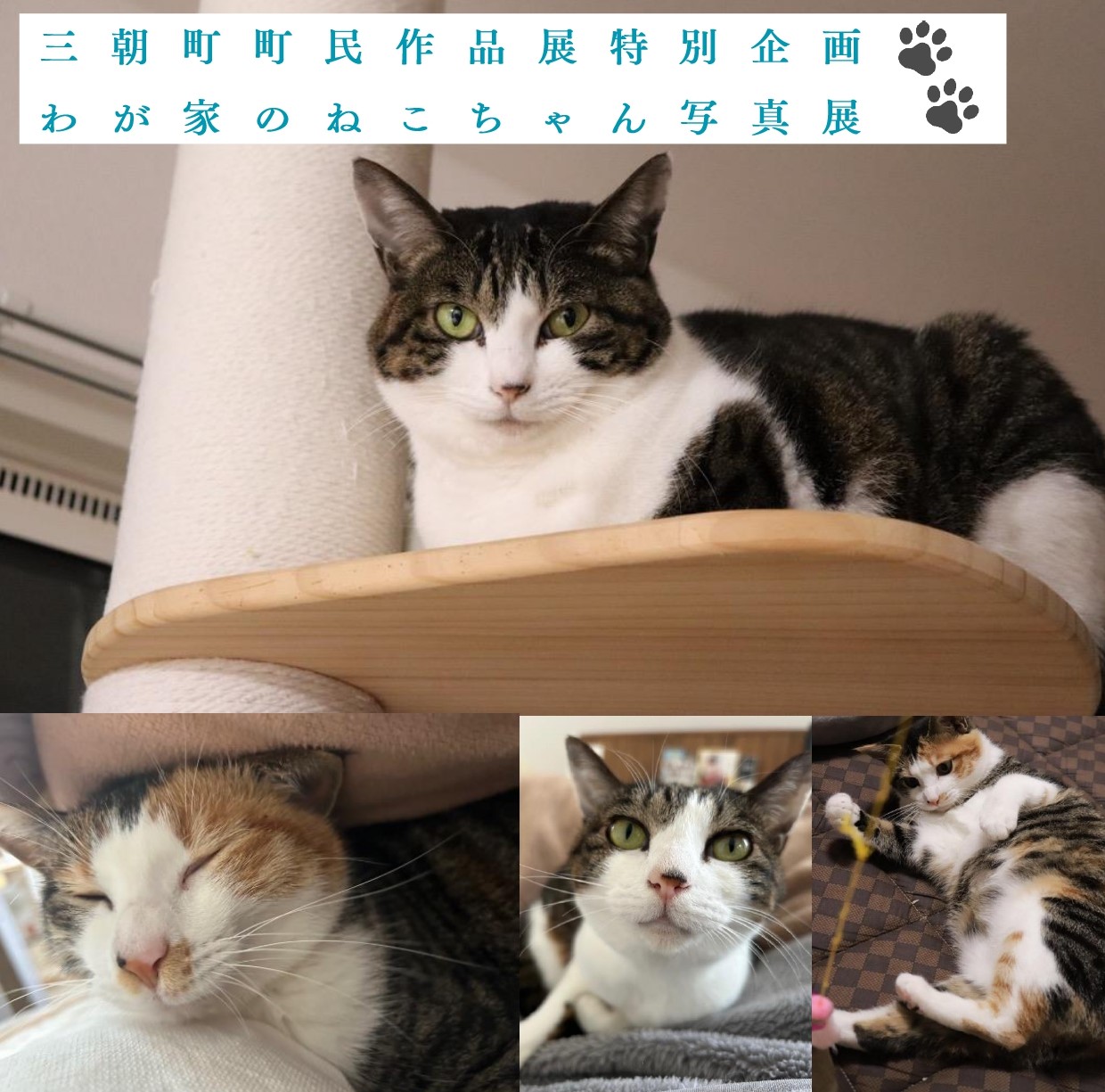 R8ねこちゃん写真展開催バナー